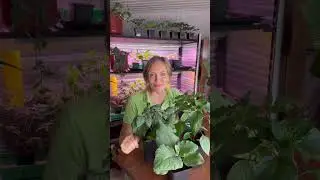 Что можно вырастить в огороде на окне | 