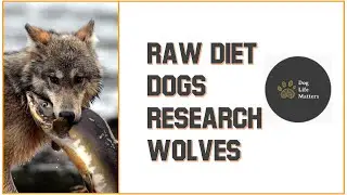 Lets Talk About Your Dogs Raw Diet, Research, Wolves, and Tips and Tricks