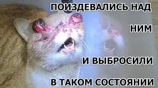 For several days the ginger cat rotted alive and waited for death...