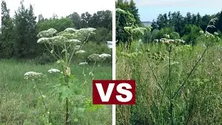 How to distinguish Sosnowsky's Hogweed from Common Hogweed? - 5 differences