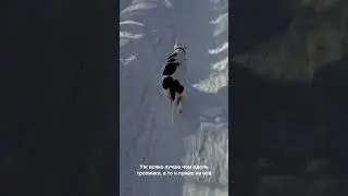 Стафф воспитанный #amstaffkotya, #amstaff