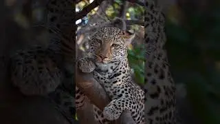 Sleepy Mwezi 🐾#wildlife #wild #shentonsafaris #southluangwa #wildernessculture #nature