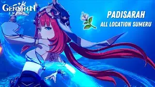 [GUIDE] All Padisarah Farming Route Location Sumeru Region | Genshin Impact