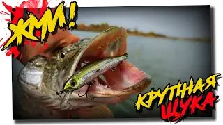 Catching a large pike on spinning