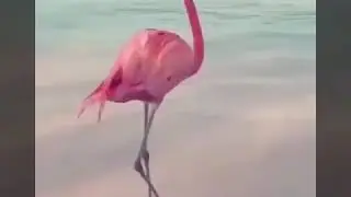 Пернатые птицы веселятся. 😃😃😃