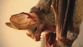 Are You Afraid Of Bats?