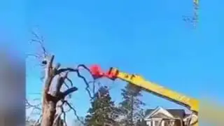 восстановление поваленного дерева