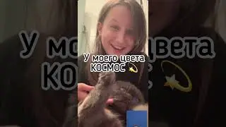 Никаких фильтров! Наш котик просто КОСМОС! #безфильтра #безфильтров #cat #кот #космос #котик #китик