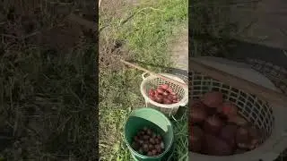 Началась копка картофеля🥔
