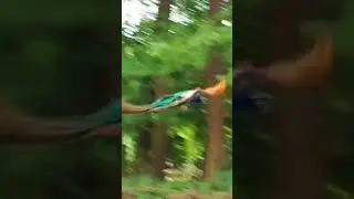 Как летает павлин Flying Peacock 