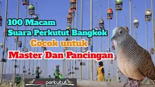 Master dan Pancingan Perkutut Bangkok || Indo Perkutut