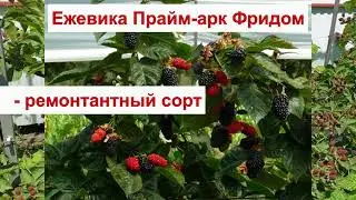ПРАЙМ АРК ФРИДОМ ЕЖЕВИКА РЕМОНТАНТНАЯ - сорт БЕЗ ШИПОВ. КРУПНАЯ ЯГОДА. ОПИСАНИЕ СОРТА, ОТЗЫВЫ Prime