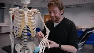 Ulna