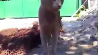 Fight to the end - Never give up! Cat