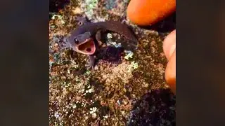 Have you ever heard a lizard make a sound like this? - Lizard Sound Effects