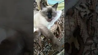 Сон нашей красавицы 
