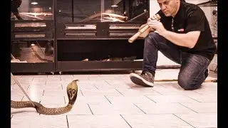 Forbidden species - Cobras, Vipers, Rattlesnakes