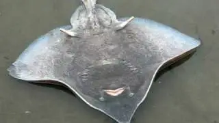 Longnose Skate off Lopez Island, WA