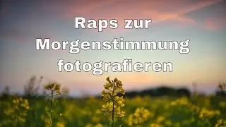Fotografie - Morgenstimmung im Rapsfeld