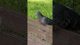 мой оркаша))