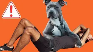 How to Instantly Make Your Staffy Respect You