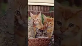 Милые котики