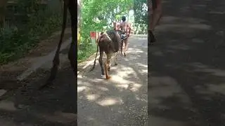 Cow #shorts #shortvideo #viralvideo #trending #funny #funnycow #animals #sound #voice #song #cow