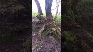 old tree after the rain