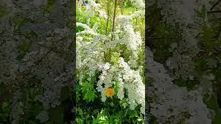 красота  #пчелы #пчеловодство #топ #улей #матководство #мёд #видео #нуклеус