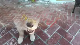 Dog edit #3