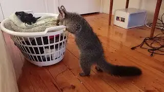 The Cutest Possum in the World!!  ASMR *Whisper* (Australian Marsupial)