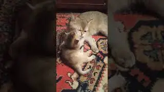 10 марта 2023 г.