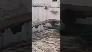 मोर पंख फैलाय हुए peacock feathers
