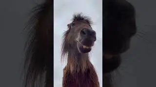 Cheeky Donkey: A Goofy Grin from Below!