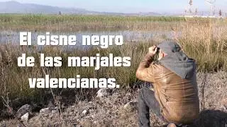 Instantes en la naturaleza;  El cisne negro (Cygnus atratus)