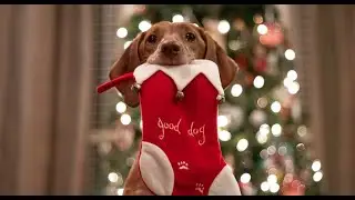 Jersey the Vizsla - Christmas 2020
