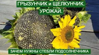 ПОДСОЛНЕЧНИКИ ЩЕЛКУНЧИК И ГРЫЗУНЧИК. СОБИРАЕМ УРОЖАЙ.  ЗАЧЕМ НАМ НУЖЕН СТЕБЕЛЬ ПОДСОЛНЕЧНИКА.