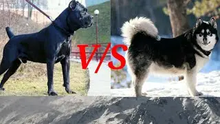 #Аляскинский