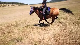 Western Reiten