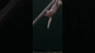 Персик цыркач