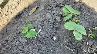 Как размножается клубника