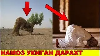 ХАММА КУРСИН МУСУЛЬМОН БУЛГАН ДАРАХТ (ПАЙГАМБАРИМИЗ С.А.В МУЖИЗАЛАРИ)