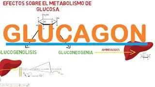 GLUCAGON