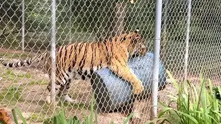 Zoo animals | Let's go to the Zoo