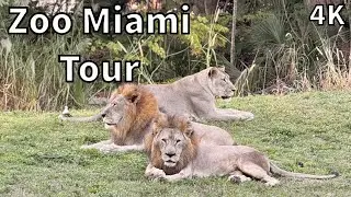 Tour of Zoo Miami - Miami, Florida - USA