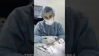 Стерилизация хорька. Операция кастрация пиометра 
