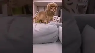 Милые и забавные котики