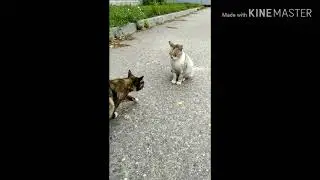 Папа в РБ. Серия 3. Коты.