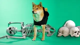 Shiba Defeats Spooky Skeleton
