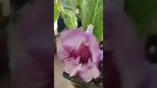 прекрасное